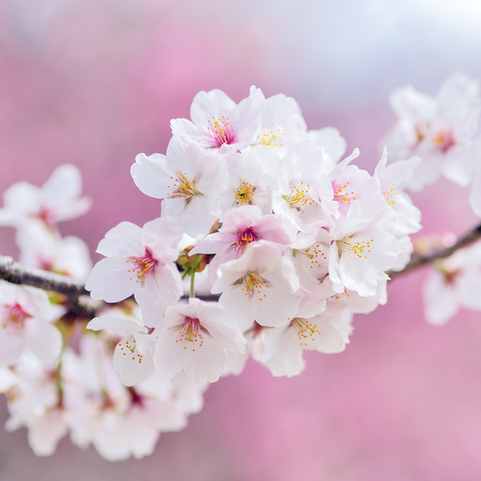 Harmonizing Your Doshas with the Arrival of Spring: Boosting Well-being Through Holistic Essentials